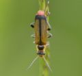 Cantharis terminata